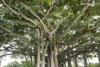 View of Banyan Tree. Palm Beach, Florida.