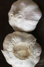 Studio Shot of garlic