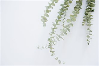 Studio Shot of stems of eucalyptus