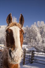 Portrait of horse on farm in winter