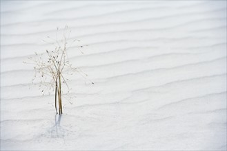 Plant growing in sand
