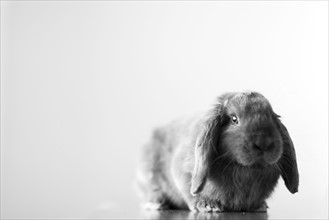 Rabbit on grey background