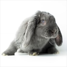 Young grey bunny