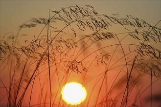 Stems of grass silhouetted against setting sun