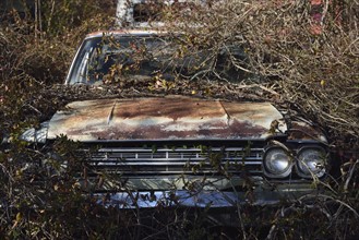 Old abandoned rusty car in bushes