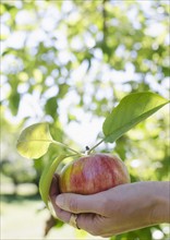 Female hand holding freshly picked apple