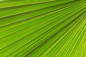Extreme close up of palm leaf
