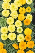 Overhead view of yellow flowers