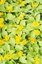 Overhead view of yellow flowers