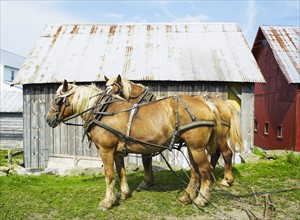 Two horses in front of barn