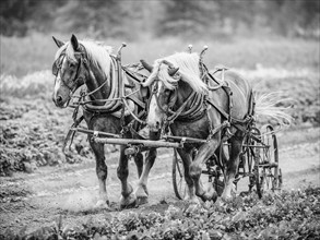 Two horses pulling cart
