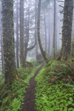 Footpath in foggy forest
