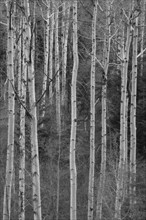 View of birch tree forest