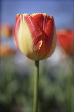 Red tulip in garden