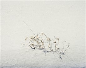 Grass in winter snow