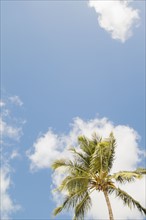 Palm tree against clouds and sky