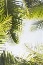 Palm leaves against clear sky