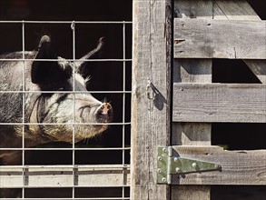 Pig in boundary on farm