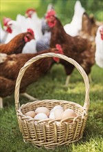 Basket with eggs and hens
