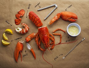 How to eat lobster instructions