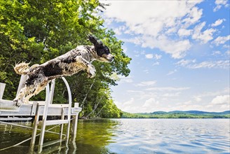 Dog jumping into lake from jetty