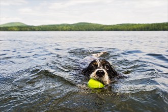 Dog swimming in lake holding ball in mouth