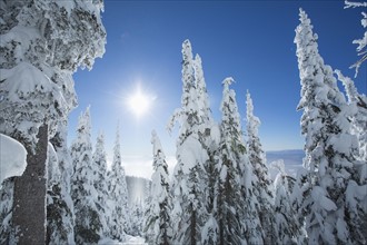 Coniferous trees covered with snow at sunlight