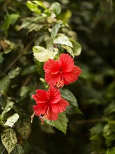 View of red tropical flower