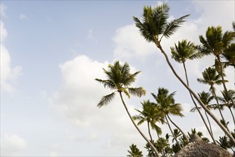 Palms against clouds