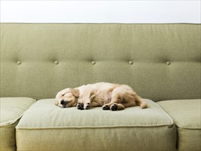 Puppy sleeping on sofa