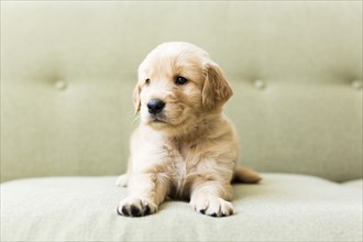 Close-up of puppy lying on sofa