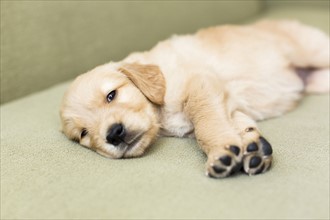 Portrait of puppy lying down on sofa