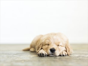 Portrait of puppy sleeping on wooden floor