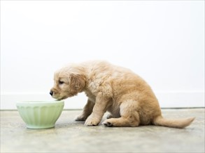 Golden Retriever puppy drinking water