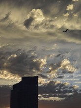 Bird in dramatic sky over Downtown District at dusk