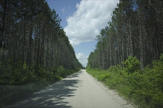 View of empty dirty road amidst forest
