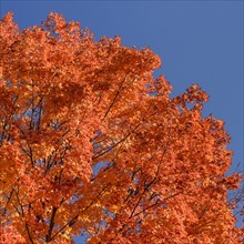 low-angle view of tree with autumn leaves. Central Park, New York, New York State, USA.
