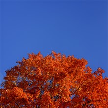 Tree against blue sky. Central Park, New York, New York State, USA.