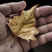 Dry leaf in man's hand.