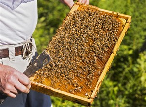 Beekeeper with beeswax honeycomb frame