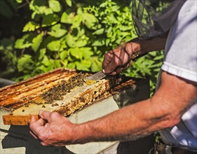 Beekeeper taking beeswax from honeycomb