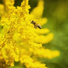 Honey bee flying to yellow flower