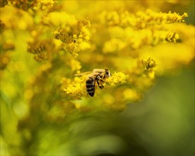 Honey bee perching on yellow flower