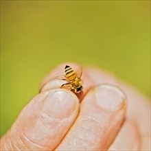 Beekeeper holding honey bee