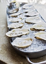 Close-up of tray with oysters