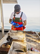 Fisherman measuring lobster