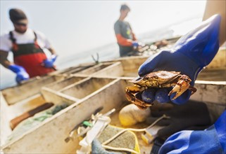Man's hand holding crab with two fisherman working in background