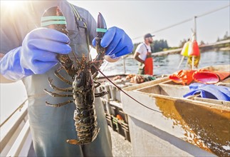 Man showing lobster with fisherman in background