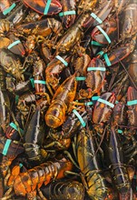 Full frame of fresh lobsters