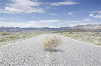 Empty road with tumbleweed